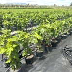 Figovník obyčajný (Ficus carica) ´DUO - BLACK AND WHITE´ - výška 70-90 cm, kont. C10L (-20°C)